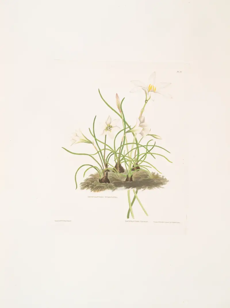1. Zephyranthes tubispatha 2. Zephyranthes Candida av Priscilla Susan Bury