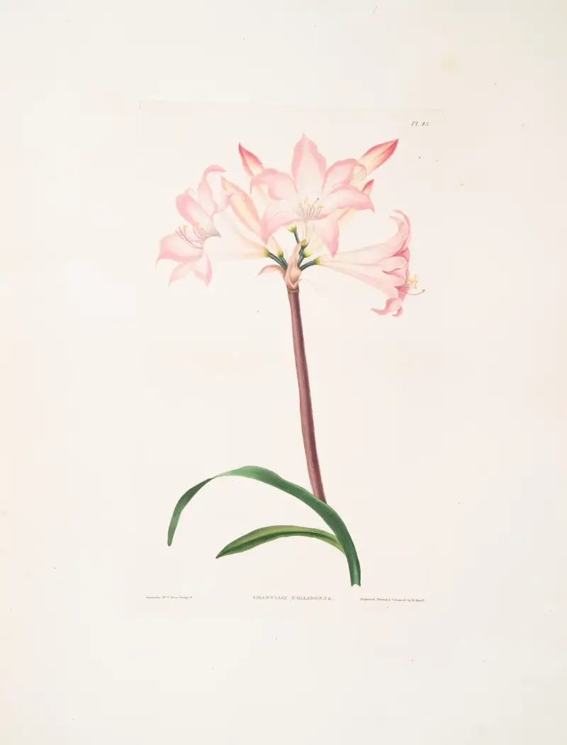 Amaryllis belladonna av Priscilla Susan Bury