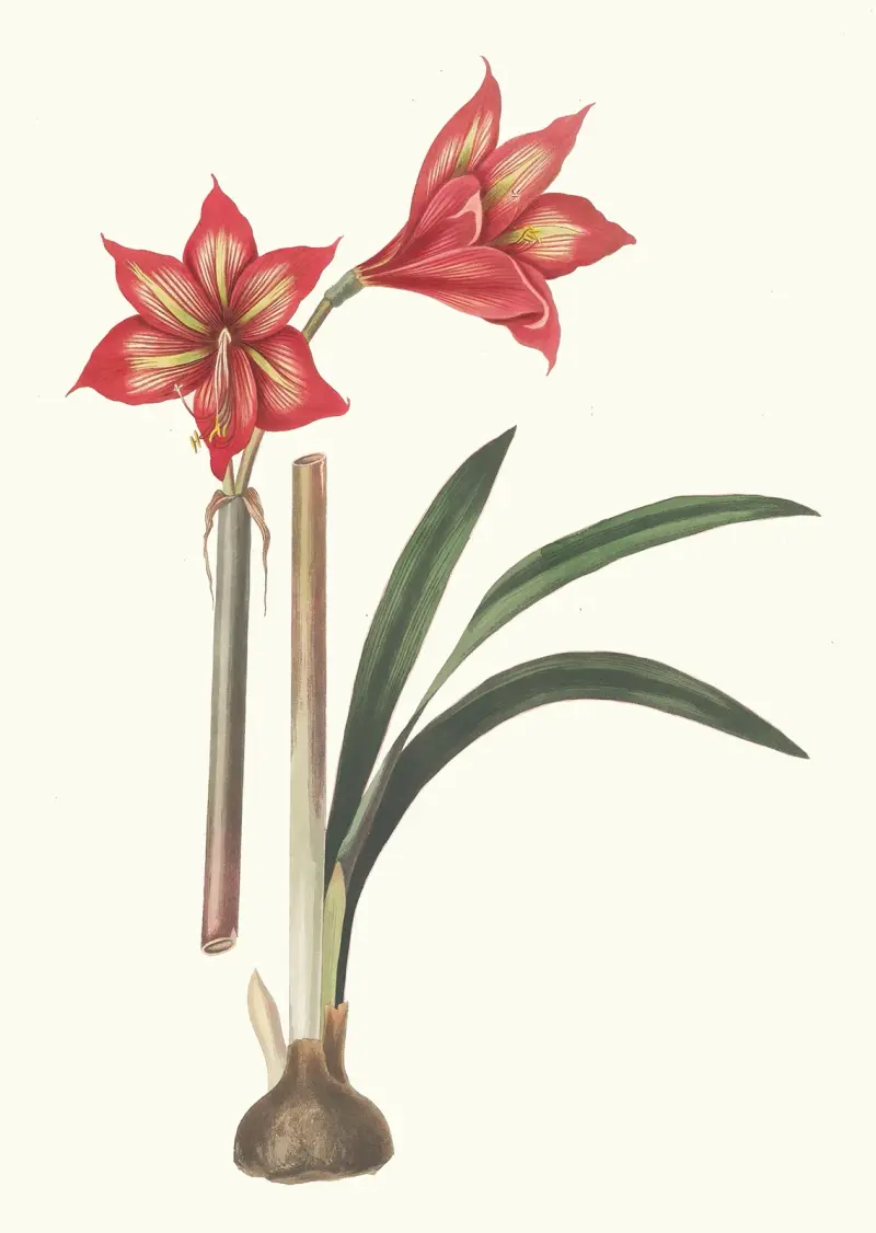 Amaryllis Correiensis. av Priscilla Susan Bury