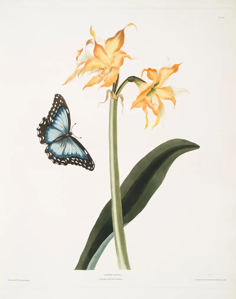 Amaryllis crocata – Papilio nestor branil av Priscilla Susan Bury