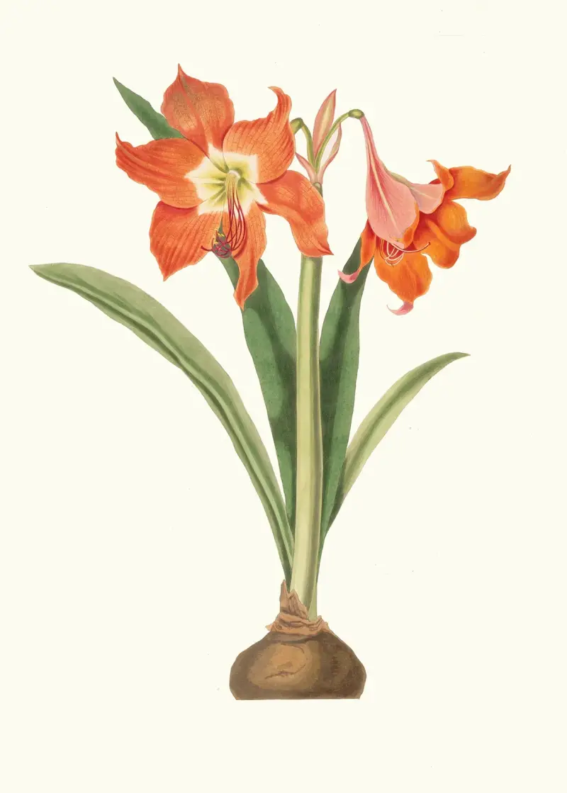 Amaryllis Equestris (Major) av Priscilla Susan Bury