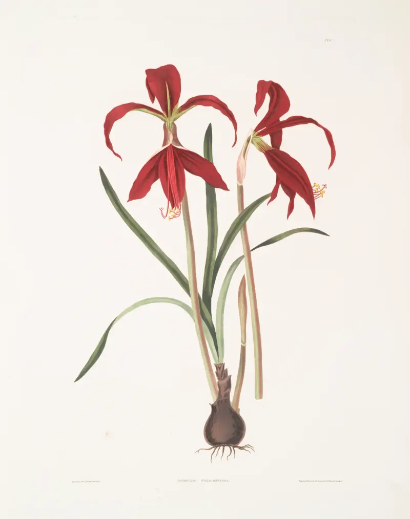 Amaryllis Formosissima av Priscilla Susan Bury