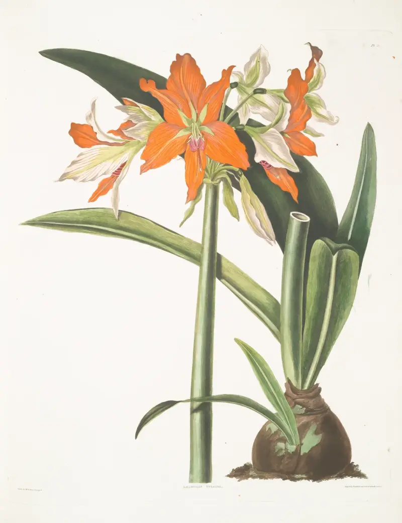 Amaryllis fulgida, 1834 – nr 1 av Priscilla Susan Bury