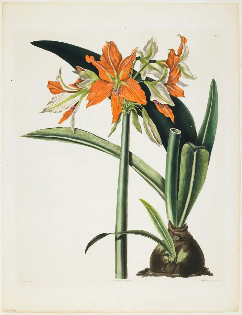 Amaryllis fulgida (Gestrichelte Amaryllis), 1831 von Priscilla Susan Bury