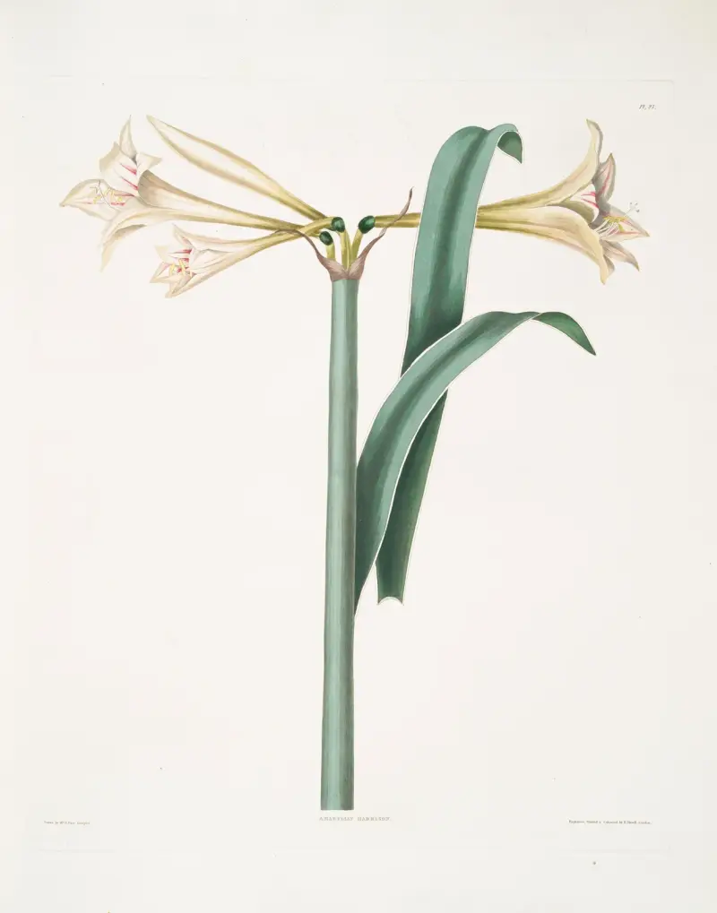 Amaryllis Harrisoni, Priscilla Susan Bury