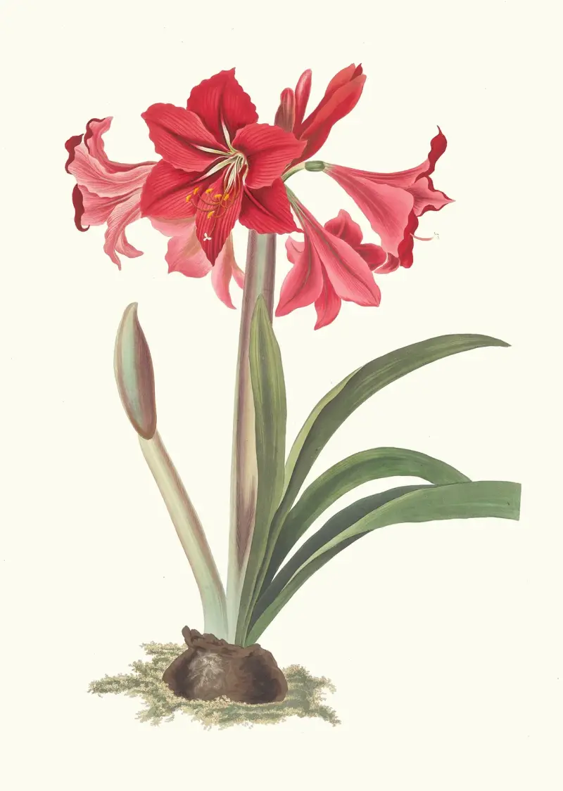 Amaryllis Johnsoni. av Priscilla Susan Bury