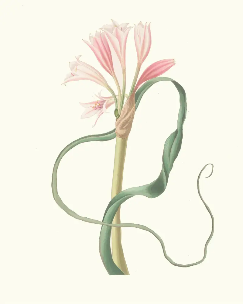 Amaryllis Longifolia (Glauca) av Priscilla Susan Bury