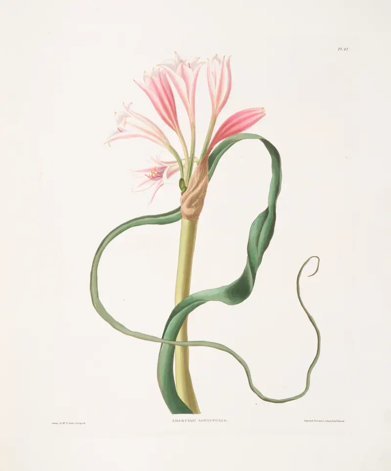Amaryllis longifolia (glauca) av Priscilla Susan Bury