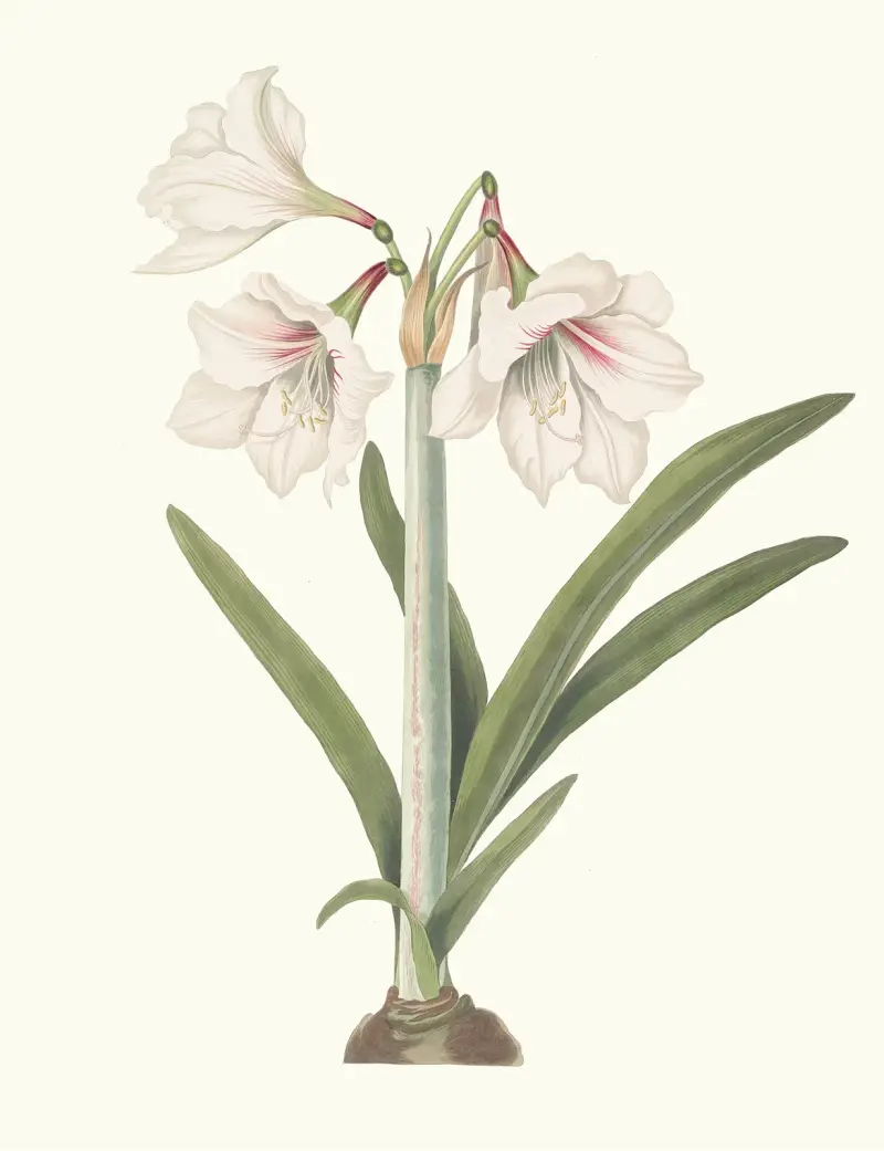 Amaryllis Picta. av Priscilla Susan Bury