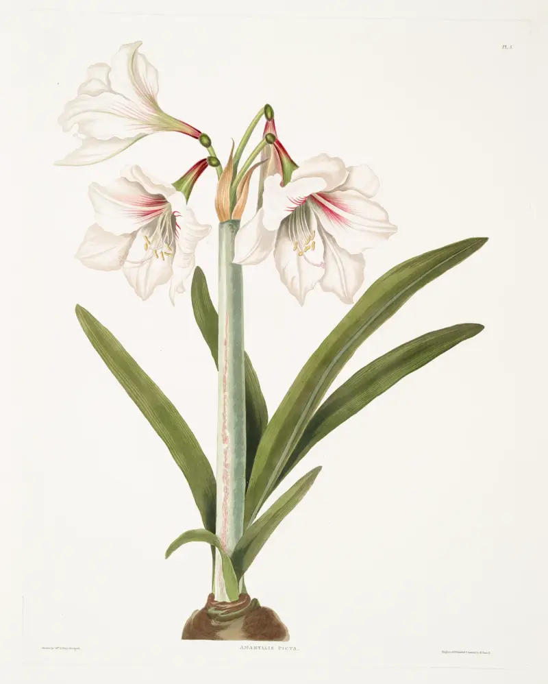 Amaryllis picta av Priscilla Susan Bury