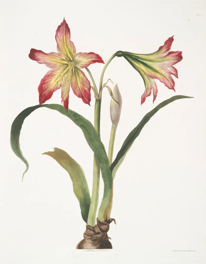 Amaryllis psittacina (Papegojblomma) av Priscilla Susan Bury