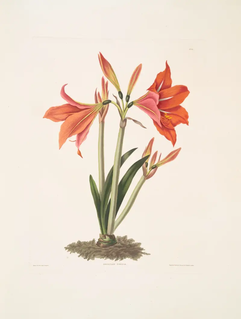 Amaryllis regina (Mexikansk lilja) av Priscilla Susan Bury