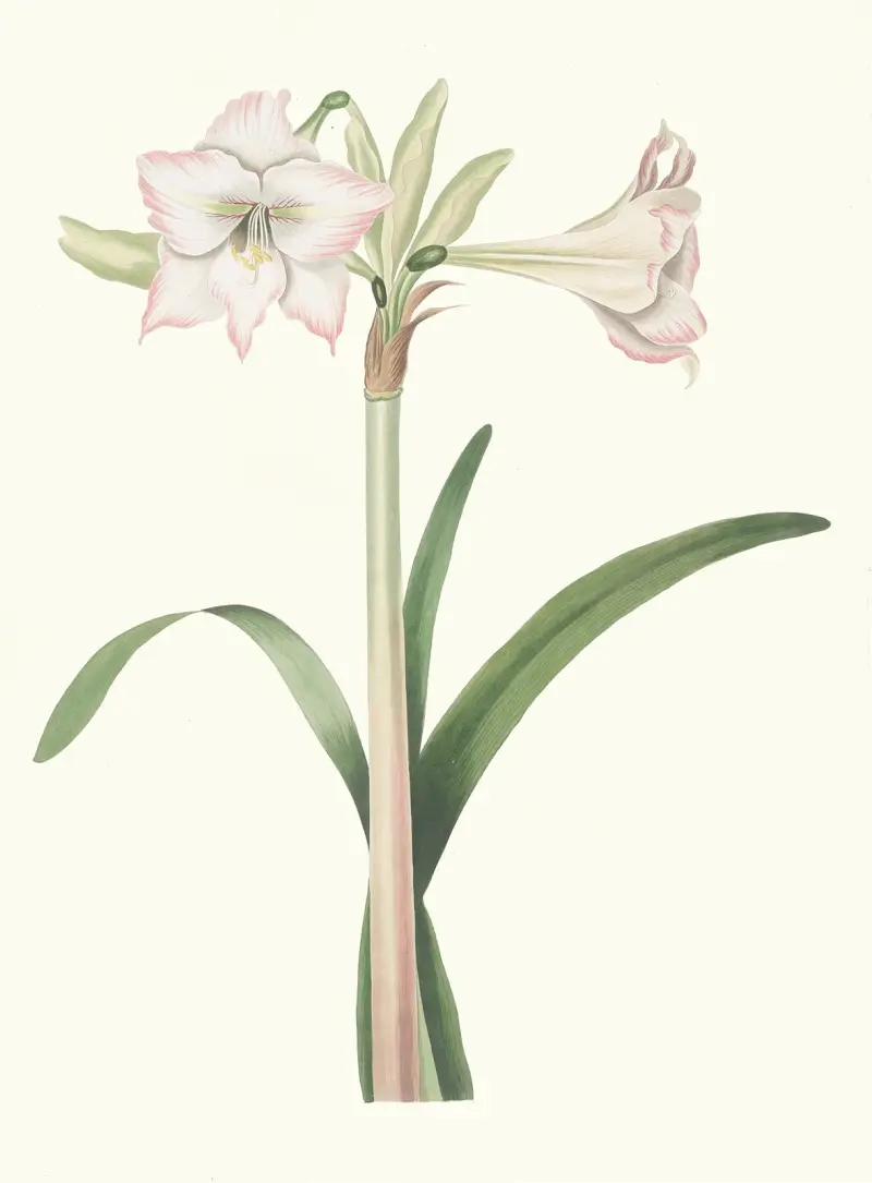 Amaryllis Solandriflora Var. av Priscilla Susan Bury