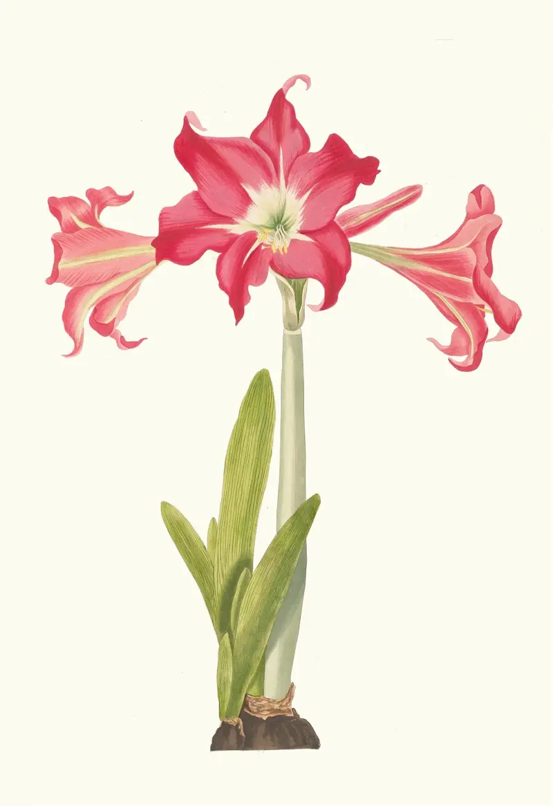 Amaryllis Solandriflora Var. eller Amaryllis Johnsoni av Priscilla Susan Bury