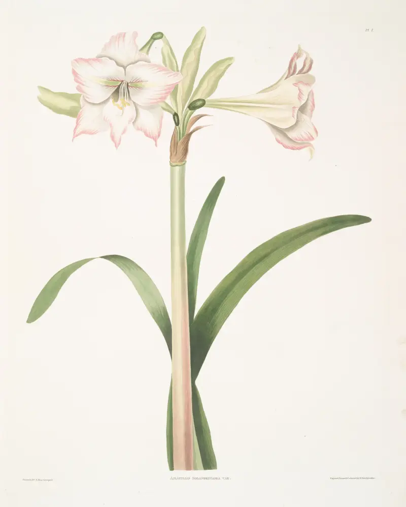 Amaryllis solandriflora var. av Priscilla Susan Bury