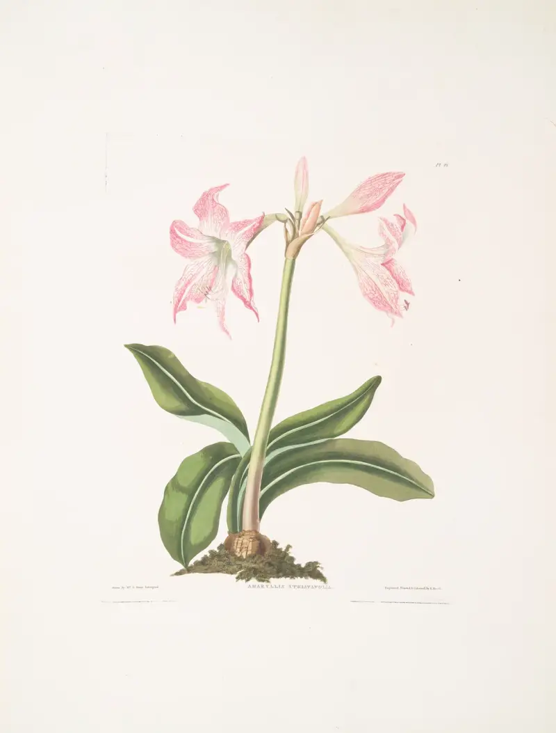 Amaryllis steilatafolia av Priscilla Susan Bury