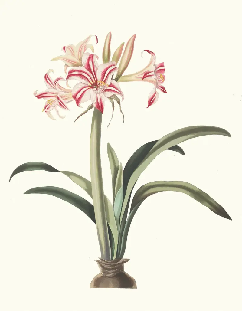 Amarylis Superba (Vittata), 1834 – Nr. 2, Priscilla Susan Bury
