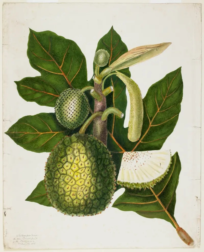 Artocarpus Incisa (The True Bread-fruit of the Phillipines) av Priscilla Susan Bury