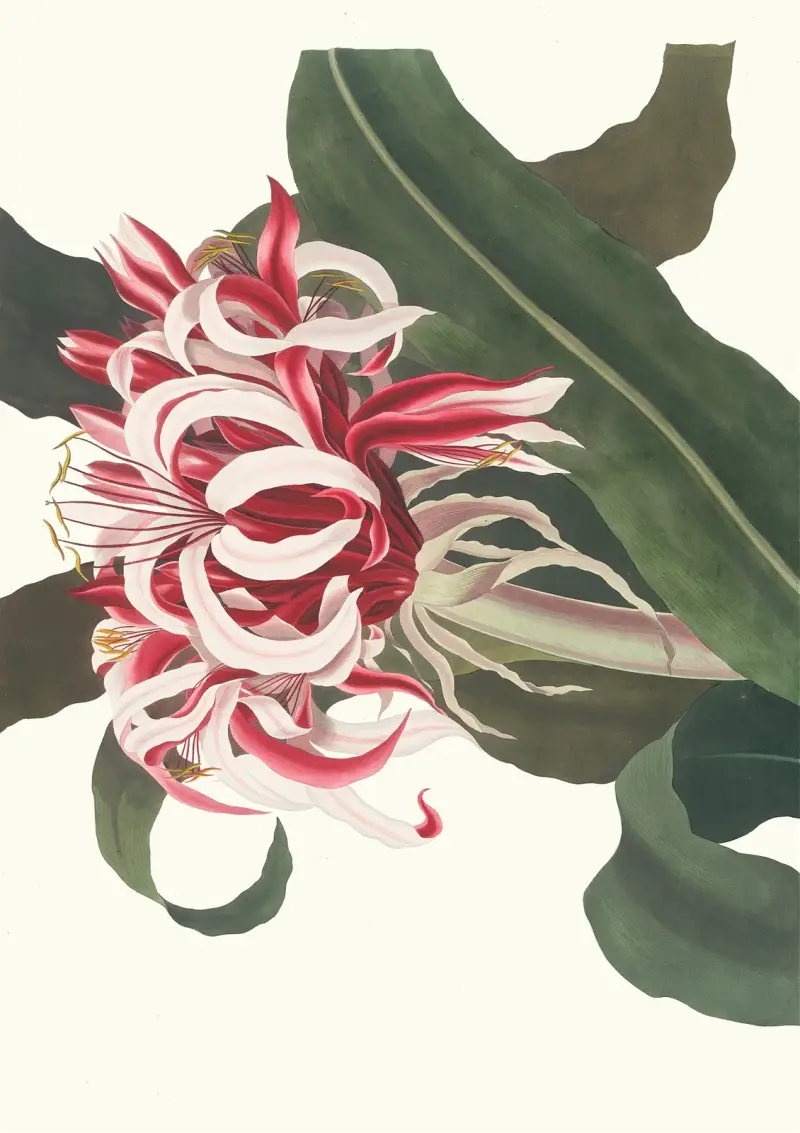 Crinium Augustum. [Queen Emma], 1834 – nr 2 av Priscilla Susan Bury