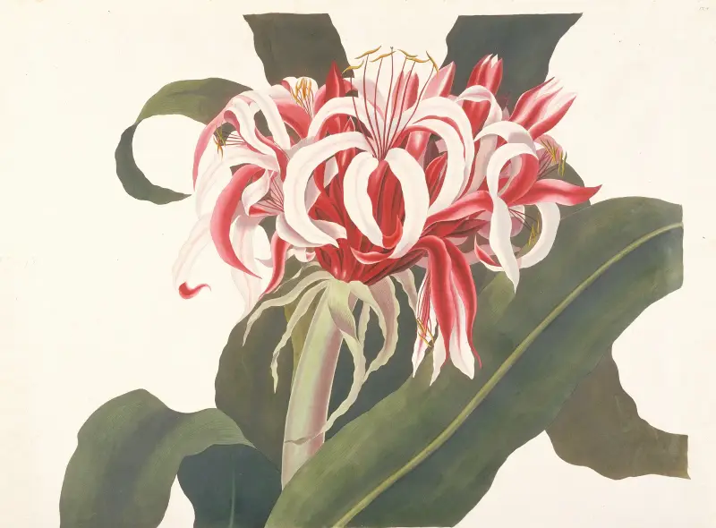 Crinum augustum (Giant Spider Lily, Queen Emma Lily) av Priscilla Susan Bury