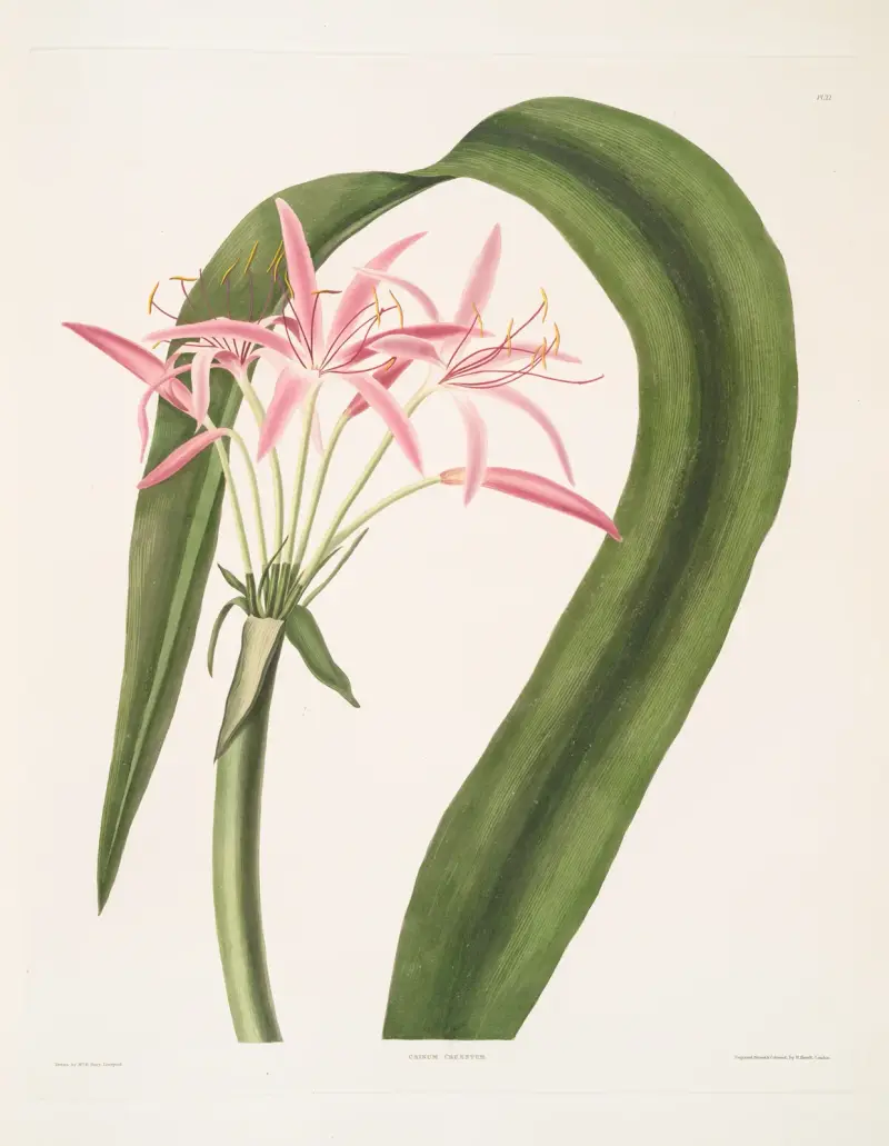 Crinum cruentum av Priscilla Susan Bury