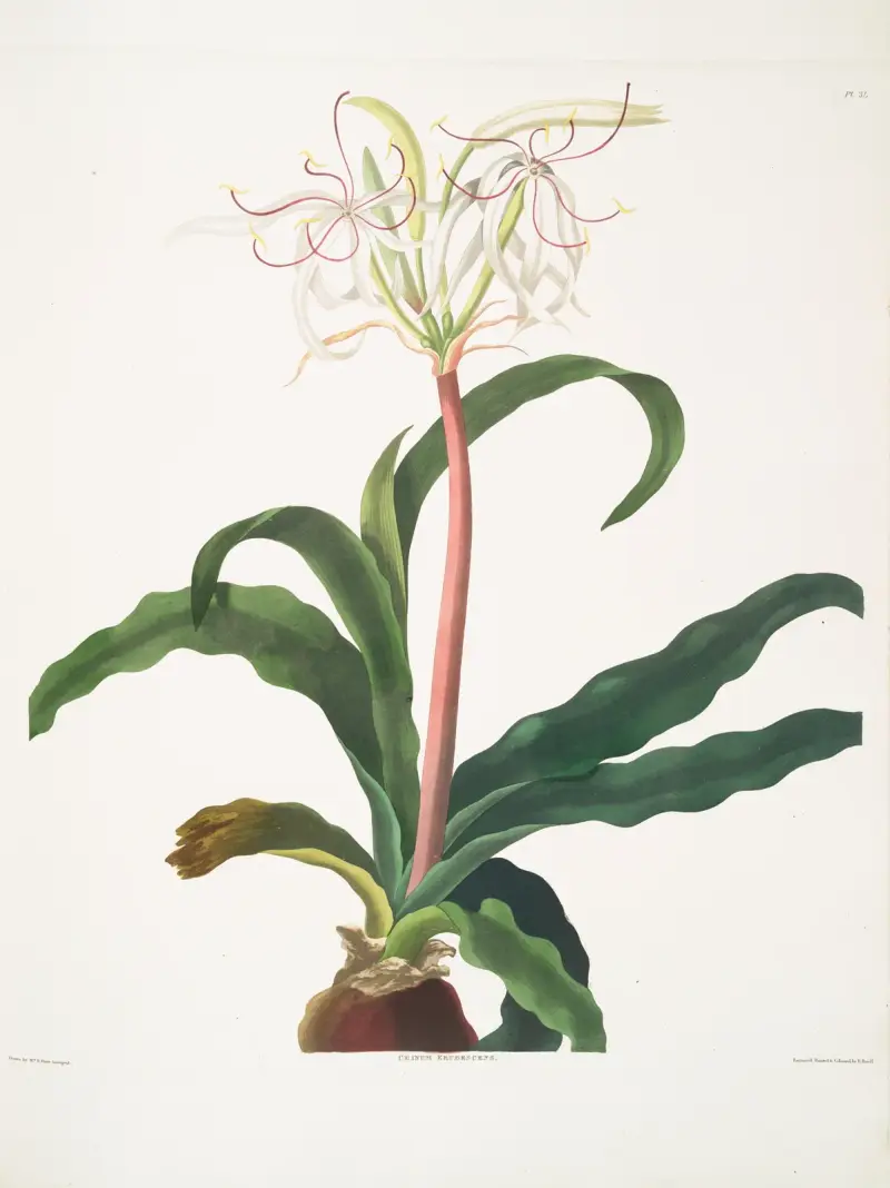 Crinum erubescens av Priscilla Susan Bury