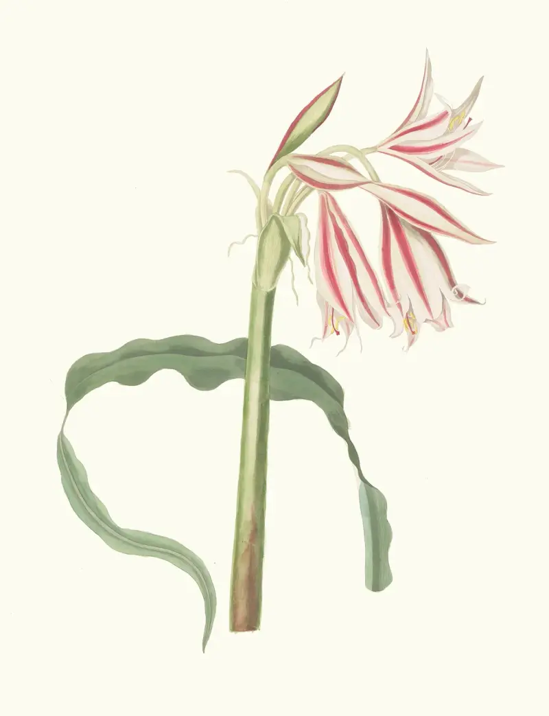 Crinum Ornatum av Priscilla Susan Bury