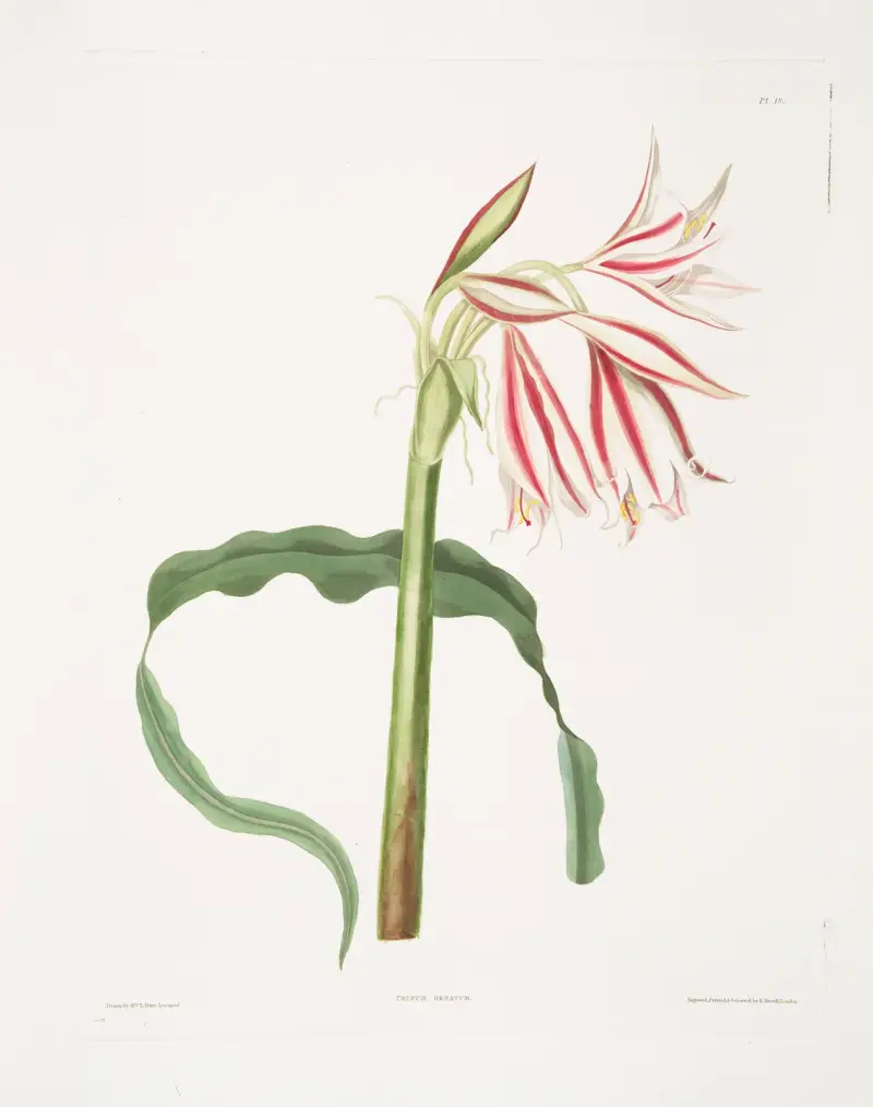 Crinum ornatum av Priscilla Susan Bury