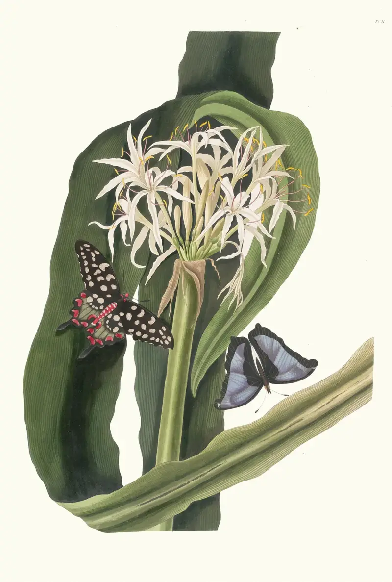 Crinum Pedunculatum. [River Lily] av Priscilla Susan Bury