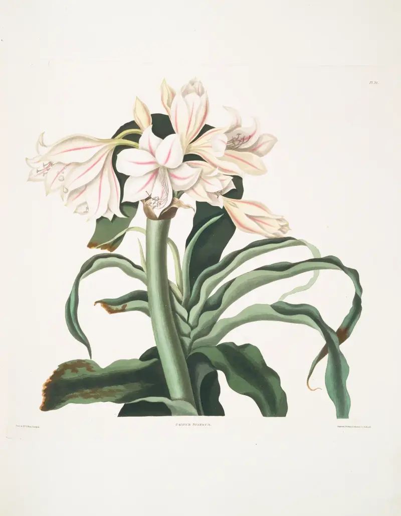 Crinum scabrum von Priscilla Susan Bury