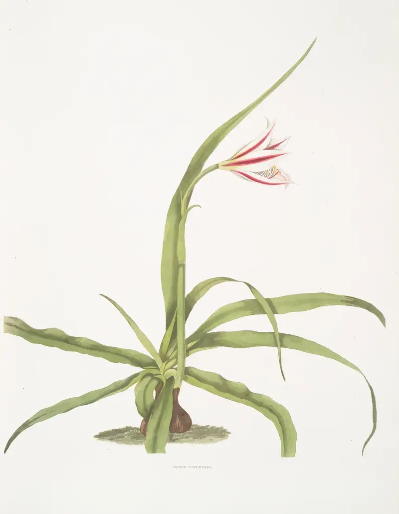 Crinum yuccæides av Priscilla Susan Bury
