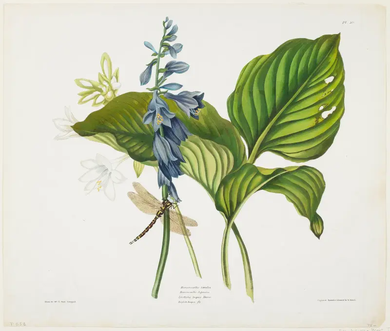 Hemerocallis caerulea (Common Hosta) von Priscilla Susan Bury