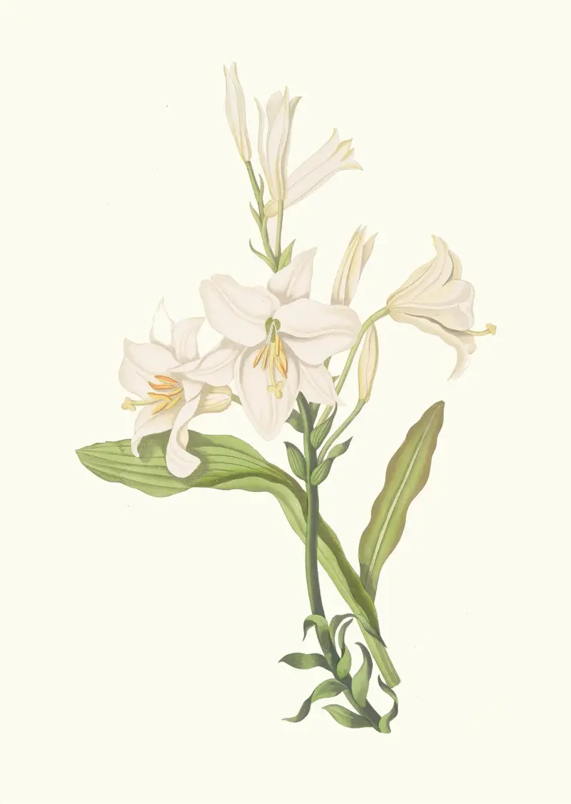 Lilium Candidum av Priscilla Susan Bury