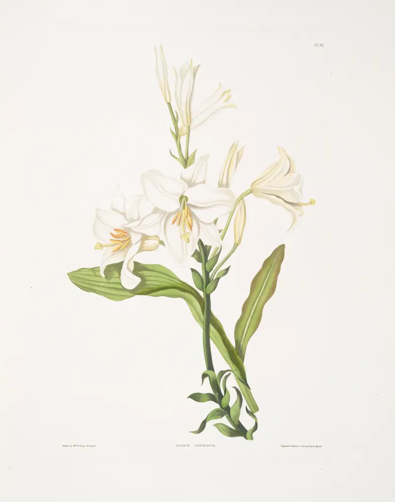 Lilium candidum av Priscilla Susan Bury