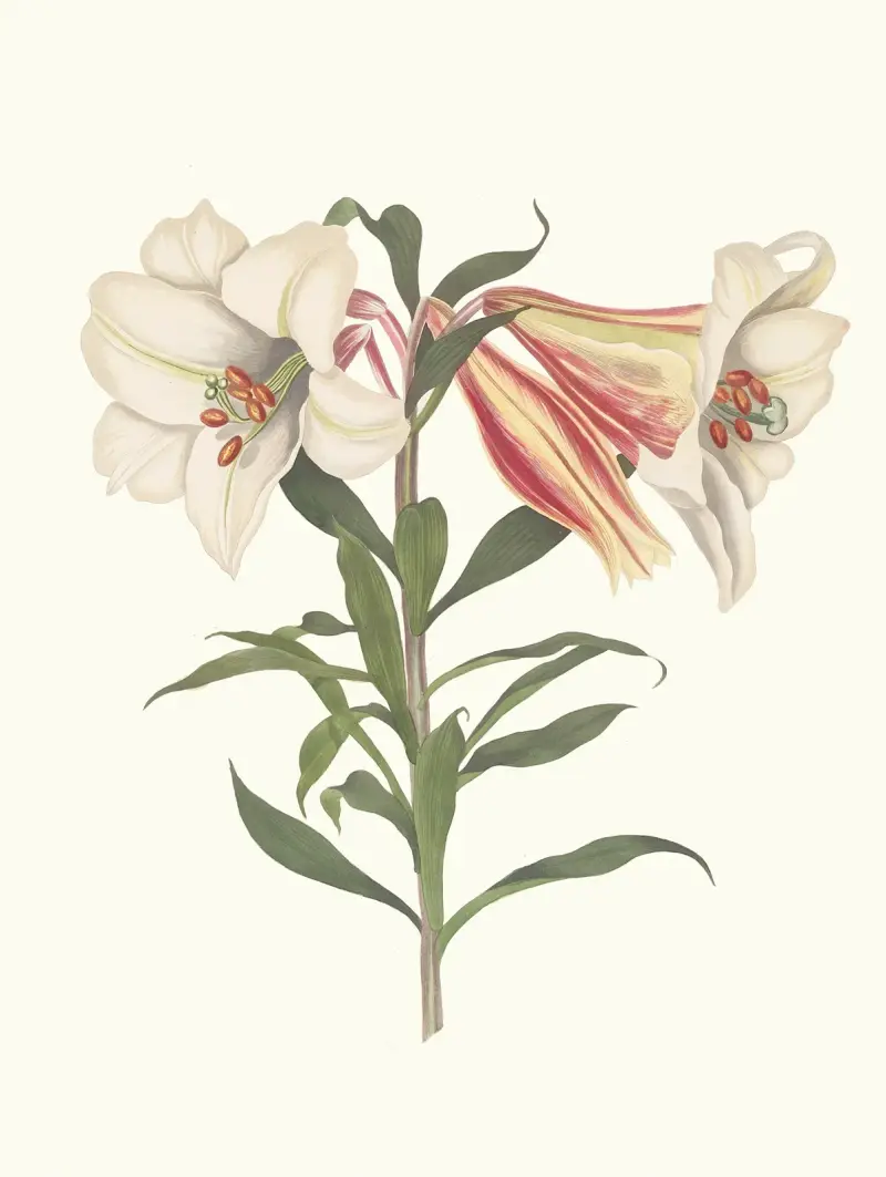 Lilium Japonicum av Priscilla Susan Bury