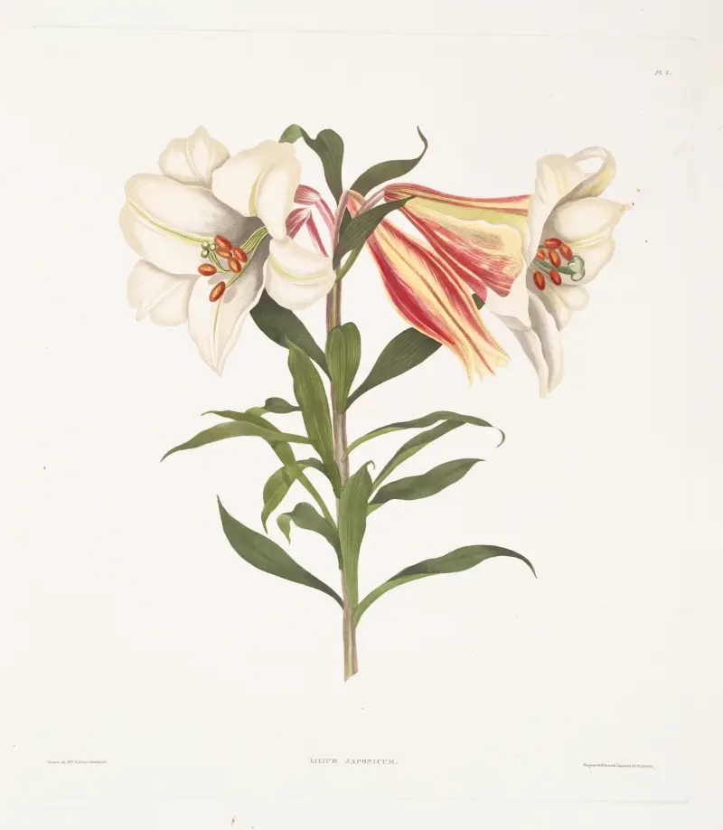 Lilium Japonicum av Priscilla Susan Bury
