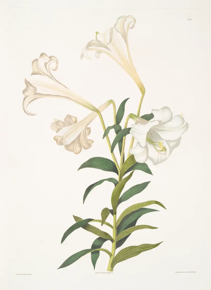 Lilium longiflorum av Priscilla Susan Bury