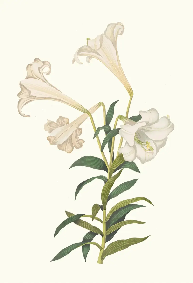 Lilium Longiflorum av Priscilla Susan Bury