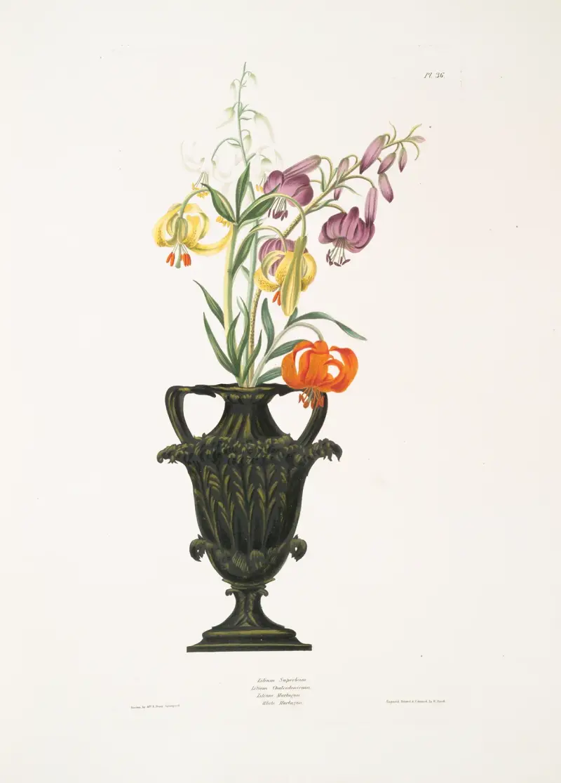 Lilium pomponium, Lilium chalcedonicum, Lilium martagon-sorter av Priscilla Susan Bury