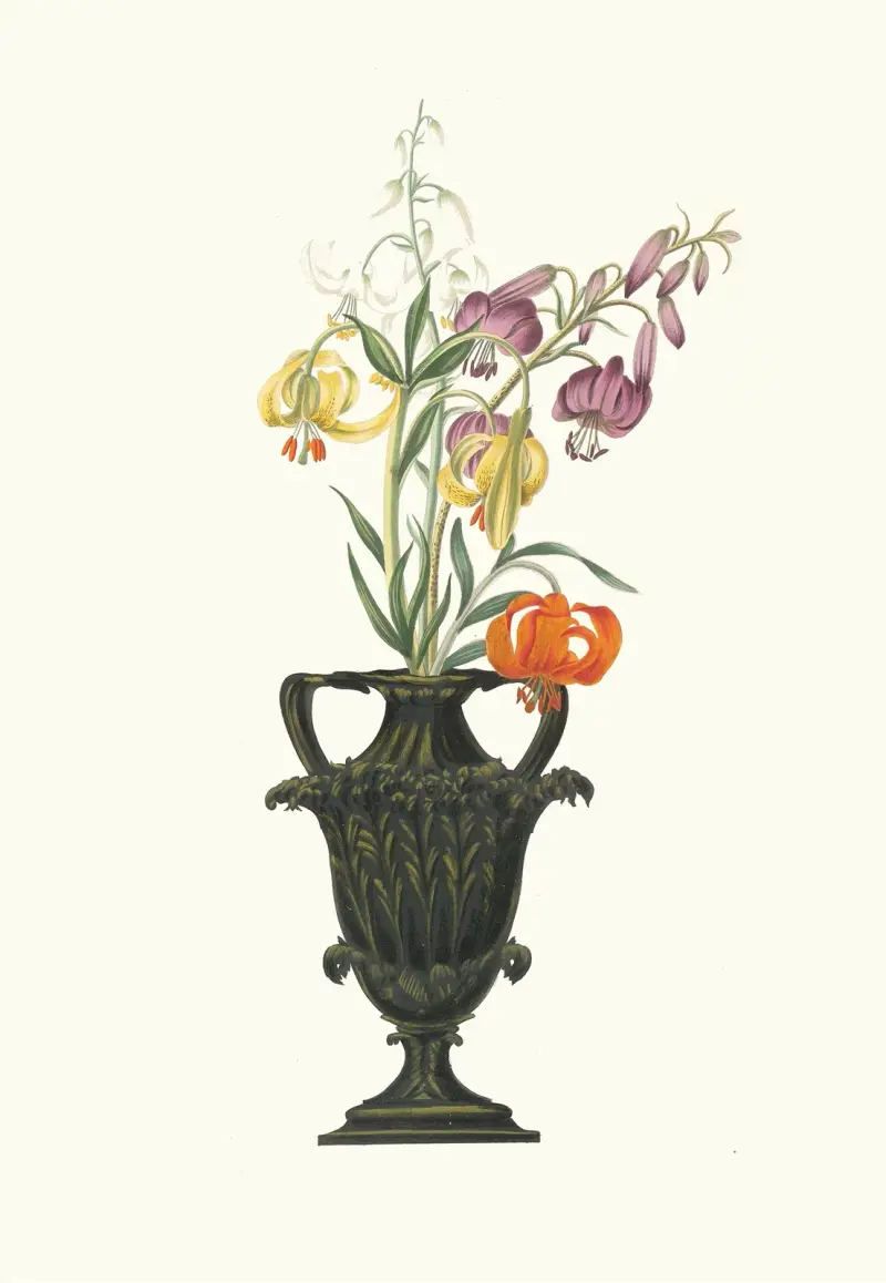 Lilium Pomponium, Lilium Chalcedonicum av Priscilla Susan Bury