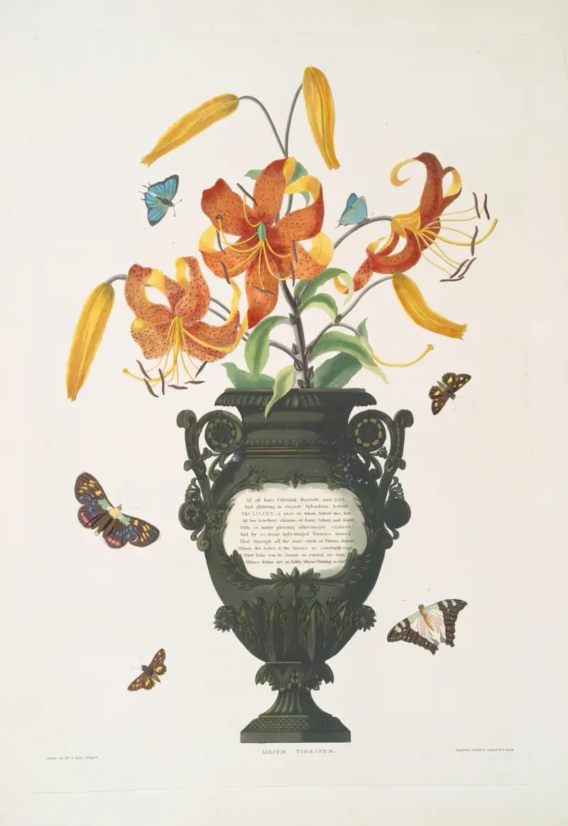 Lilium tigrinum av Priscilla Susan Bury