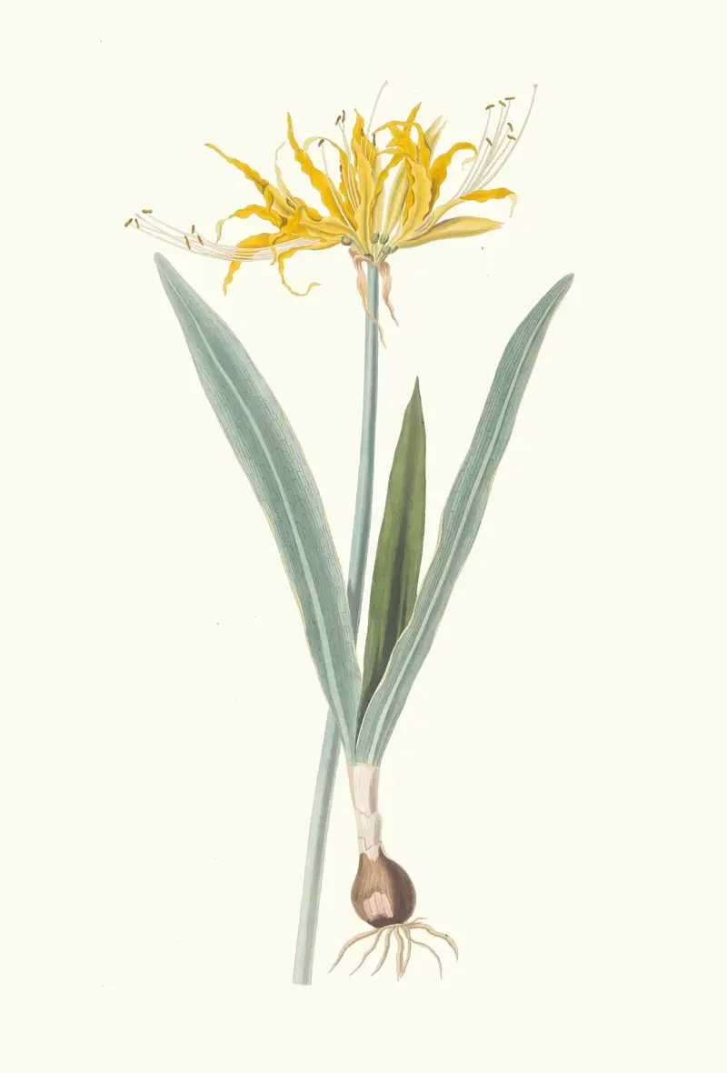 Nerine Aurea. av Priscilla Susan Bury