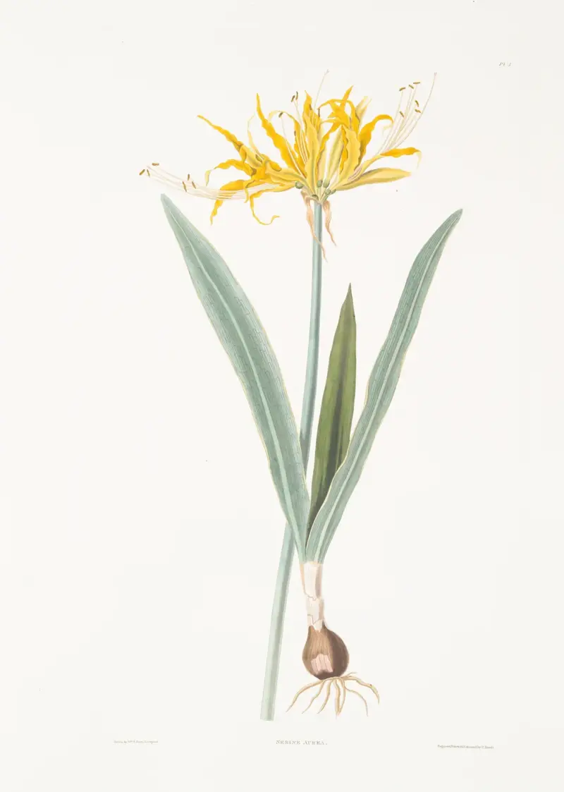 Nerine aurea av Priscilla Susan Bury