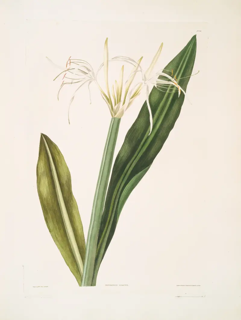 Pancratium amænum von Priscilla Susan Bury