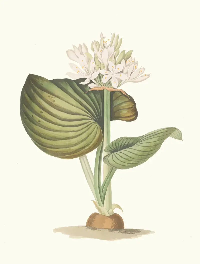 Pancratium Amboinense av Priscilla Susan Bury