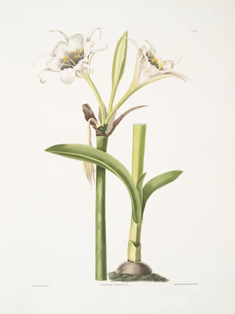 Pancratium calathinum av Priscilla Susan Bury