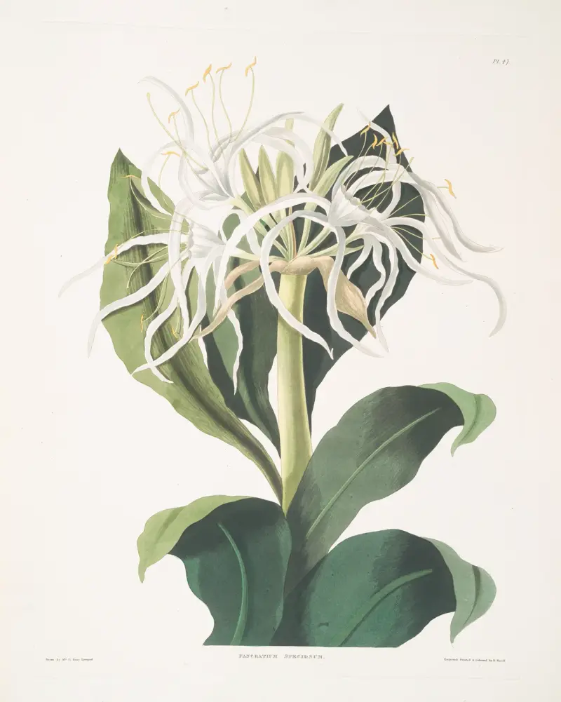 Pancratium specidsum av Priscilla Susan Bury