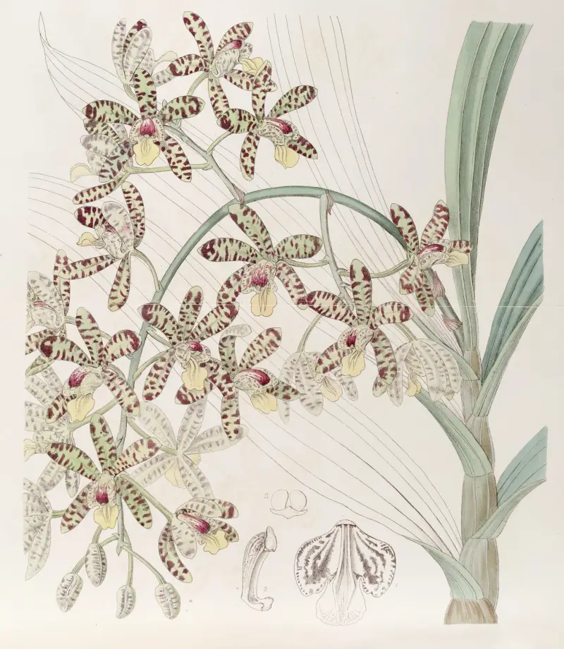 African Ansellia av Sydenham Edwards