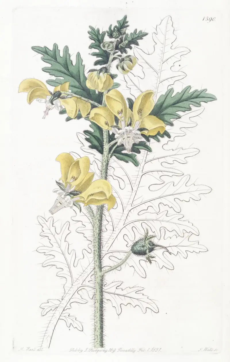 Ambrosia-leaved Loasa av Sydenham Edwards