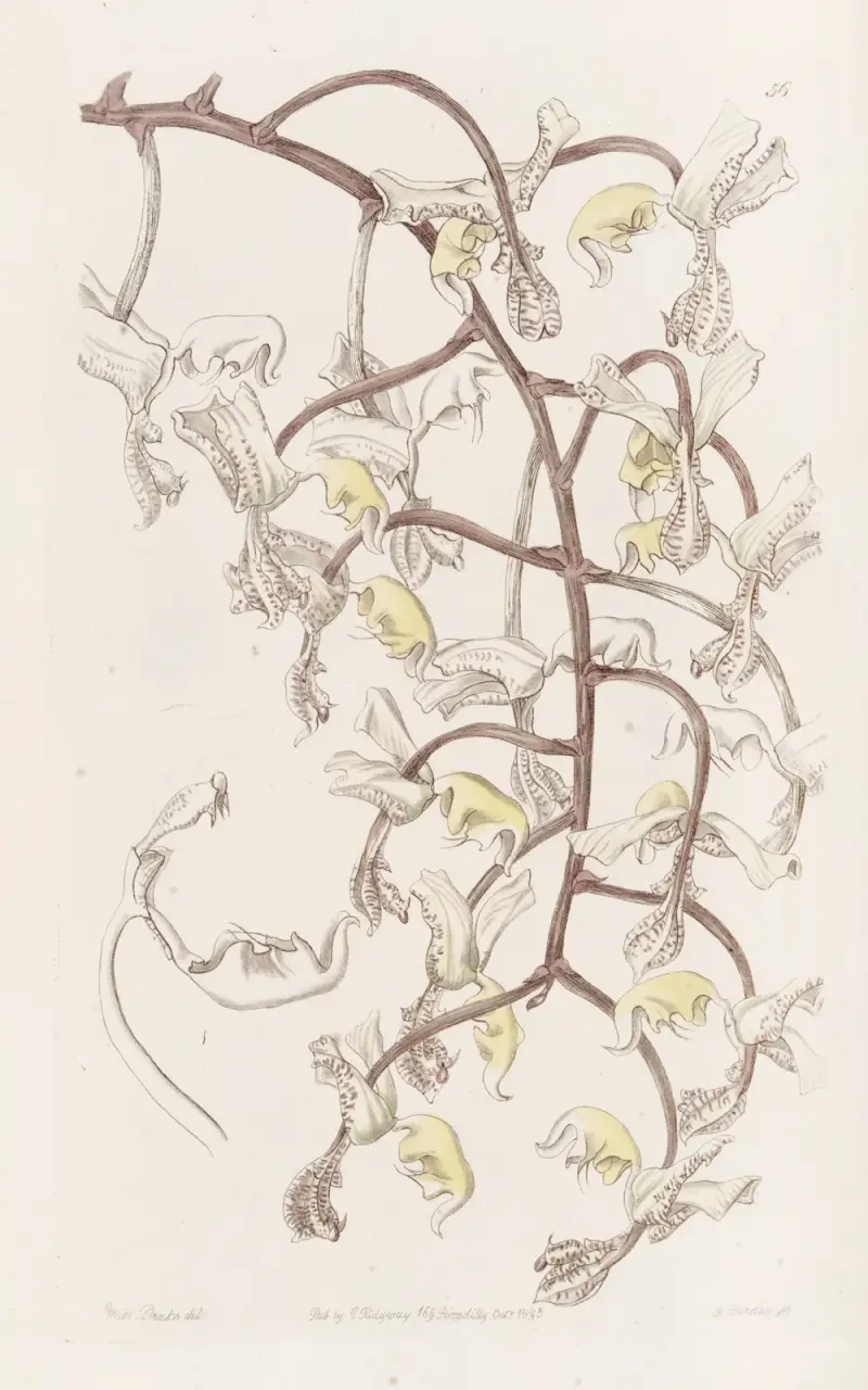Bohnenknospige Gongora von Sydenham Edwards